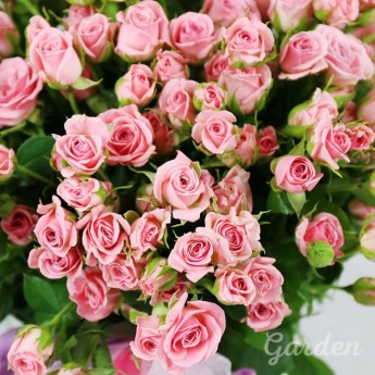 51 розовая кустовая роза